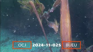 20241102S OCJ BUCEO EN BUEU [upl. by Arhez]