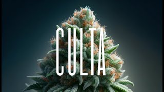 Inside CULTA Maryland’s Cannabis Pioneers  Exclusive BehindtheScenes Tour 🌿🔥 [upl. by Aidnama]