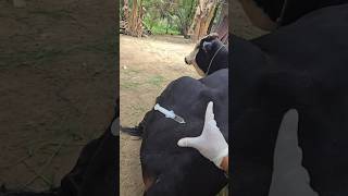 Injection in cow 💉 veterinary cow animals doctors shorts short [upl. by Ohaus968]