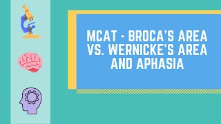 Brocas Area vs Wernickes Area and Aphasia MADE EASY  MCAT [upl. by Lavicrep]