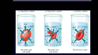 Chap 8 video 1 Biology Cellular Transport Osmosis [upl. by Michaela]