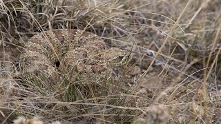 Prairie Rattlesnakes  NDGNF [upl. by Jabez885]