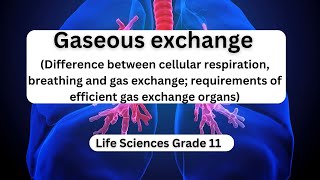 Gaseous exchange Difference between cellular respiration breathing and gas exchange requirements [upl. by Uyr]