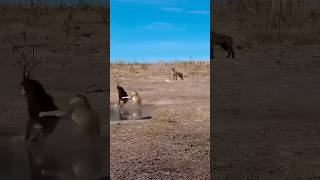 When antelope severely injured lioness [upl. by Locklin]