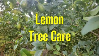 Essential Tips for a Thriving Lemon Plant Lemon Tree Care Growing Your Own Fresh Lemons [upl. by Alag]