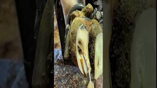 A lot of stones under this cow hoof shorts asmr satisfying [upl. by Aneela]