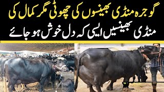 Today Gojra Maweshi Mandi  Buffalo Fresh Rates Update  Buffalo Mandi [upl. by Rosmunda]