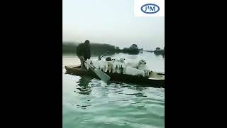 Amazing  Goat Journey  Goat tour by water  Shepherd  Beautiful sheep journey [upl. by Haneeja]