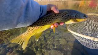 UP POCONOS Fishing For Wild Brown Trout  BRODHEAD CREEK [upl. by Malcah150]