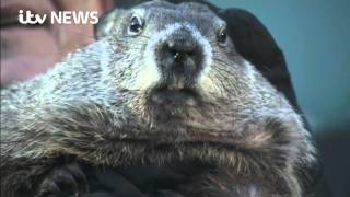 Groundhog Day Punxsutawney Phil predicts an early spring [upl. by Ylrac]