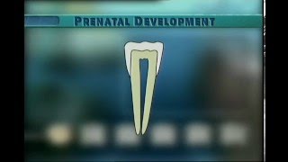 Clip 3 Formation of Mandibular Incisor [upl. by Adnarom]