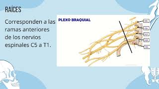 Plexo Braquial [upl. by Isleana]