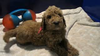 F1B standard English Cream Teddy bear girls from Fendi x Dandie Goldendoodle Dandies 55 weeks old [upl. by Reger]