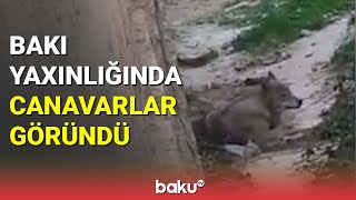 Bakı yaxınlığında canavarlar göründü  BAKU TV [upl. by Chemar]