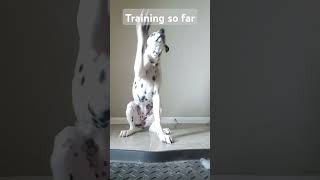 Training so far dalmatian puppy cute funny morganwallen life reels relatable [upl. by Sully799]