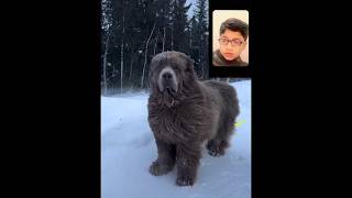 Newfoundland 🐶 One Of The Biggest Dog Breeds In The World shorts [upl. by Nivahb194]