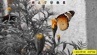 BUTTERFLY  THE BEAUTY OF NATURE trendingshorts viralshorts youtubeshorts butterfly photography [upl. by Enilecram]