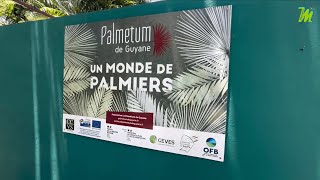 À LA DÉCOUVERTE D’UN TRÉSOR BOTANIQUE EN GUYANE LE PALMÉTUM [upl. by Buonomo592]