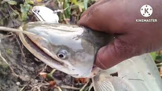 wallago fish video  Assam fishing video  pathan fish video  technical fishing video [upl. by Lecroy]