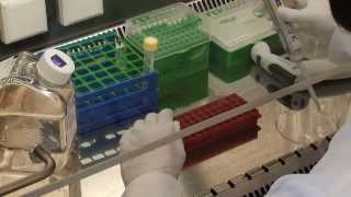 CEVEC PEI Transfection Video Protocol [upl. by Stanwood]