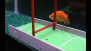 Can your fish play soccer [upl. by Kean]