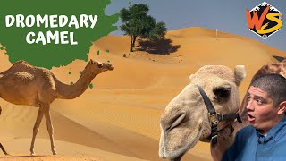 Dromedary Camel Facts What Is Their Greatest Survival Trick [upl. by Eiboh]