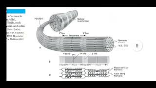 Behaviour Properties of musculotendinous unit [upl. by Hterrag]