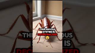 Cockroaches live without a head 🪳🤯 How Cockroaches Survival Animals Nature Curiosity [upl. by Rabkin]