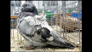 ChorreraTaube Europaschau Metz 2015 Chorrera Pigeon [upl. by Jennee]