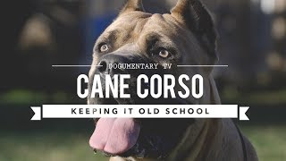 CANE CORSO KEEPING IT OLD SCHOOL [upl. by Jarv]