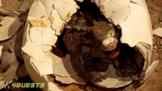 Dinosaur Eggs Hatching HD [upl. by Nivrae]