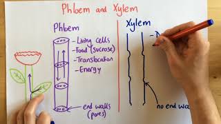 Phloem and Xylem  p49 Foundation p48 [upl. by Hyacintha]