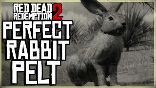 HOW TO GET A PERFECT RABBIT PELT  RED DEAD REDEMPTION 2 PRISTINE BLACKTAILED JACKRABBIT HUNT [upl. by Pudens492]