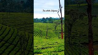 Tea estate Valparai song music movie love valparai valparaihills anamalai anamalaihills [upl. by Nelleyram]