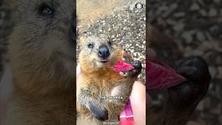 Quokka 🦘 The Happiest Animal on Earth [upl. by Eniroc]