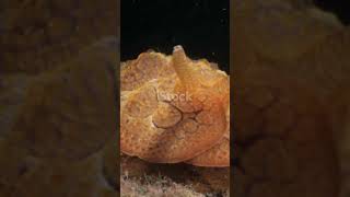 Balanoglossus The oceans hidden gem science biolife bioworld neet bioclues amazingfacts [upl. by Maryjane]