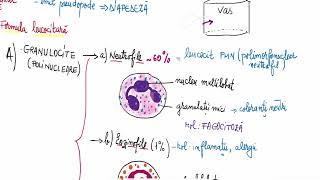 Barrons 145 Tipuri de globule albe [upl. by Carlstrom]