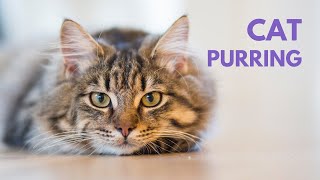 CAT PURRING  10 Hours  Soothing Sound Relax Study [upl. by Nanni795]