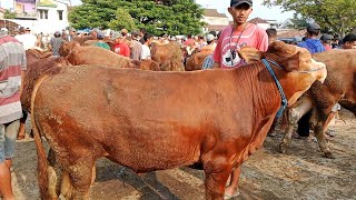 Masih Sepi‼️Sapi Jantan  Harga Pagi ini  Pasar Sapi Warujayeng Nganjuk [upl. by Harriett611]