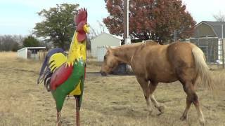 Carrot Rooster Training  Using Food To Overcome Fear  Good or Bad [upl. by Christiane]