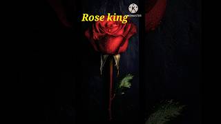 Rose kingyoutubeshorts shortvideo viralvideo beautiful mantu7869kr [upl. by Nnylarat731]