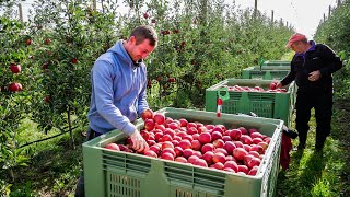 La Pomme  LAutomne dans les vergers lémaniques UFL [upl. by Noslien19]