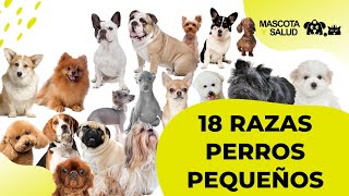 18 Razas de perros pequeños y sus tamaños  Mascota y Salud [upl. by Sivatnod]