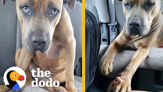 Pittie Asks Her Rescuer To Hold Her Paw On The Way To The Vet  The Dodo Pittie Nation [upl. by Odrareve]