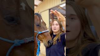 Beginner Vs Experienced Horse Owners 🐴 shorts animals [upl. by Cob504]