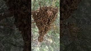 Swarm Clusterbivouacwaggledance [upl. by Savvas]