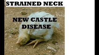 Newcastle disease [upl. by Oliric]