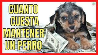 💰 ¿CUANTO CUESTA MANTENER UN PERRO AL AÑO EN ESPAÑA 💰 [upl. by Aiker]