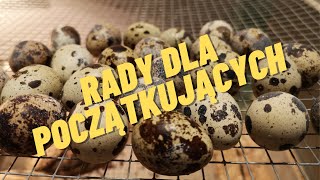 Przepiorki ABC hodowli Rady dla początkujących  cz 3 Quail farming советы начинающим птицеводам [upl. by Dinnie595]