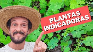 PLANTAS INDICADORAS [upl. by Aicenet858]